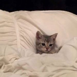 Meet your Posher, Sanah